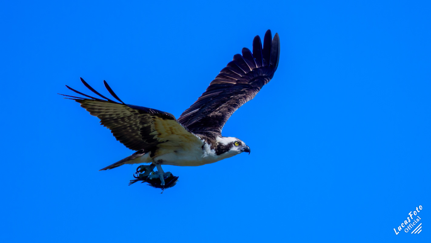 Osprey