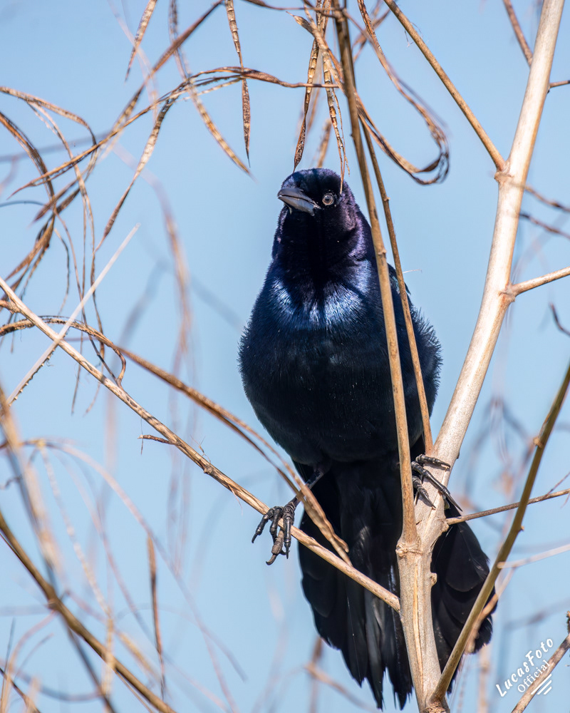 Boat-tailed Grackle