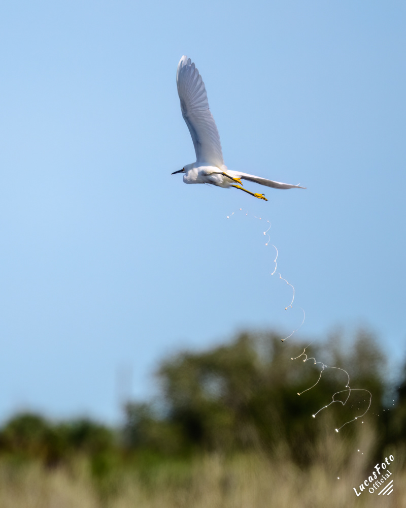 Snowy Egret