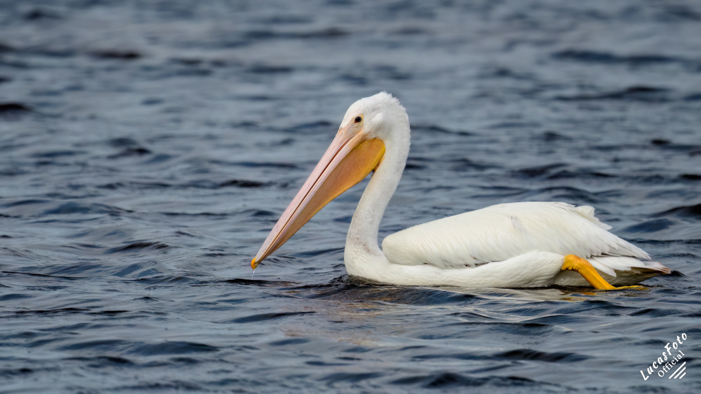 American White Pelican