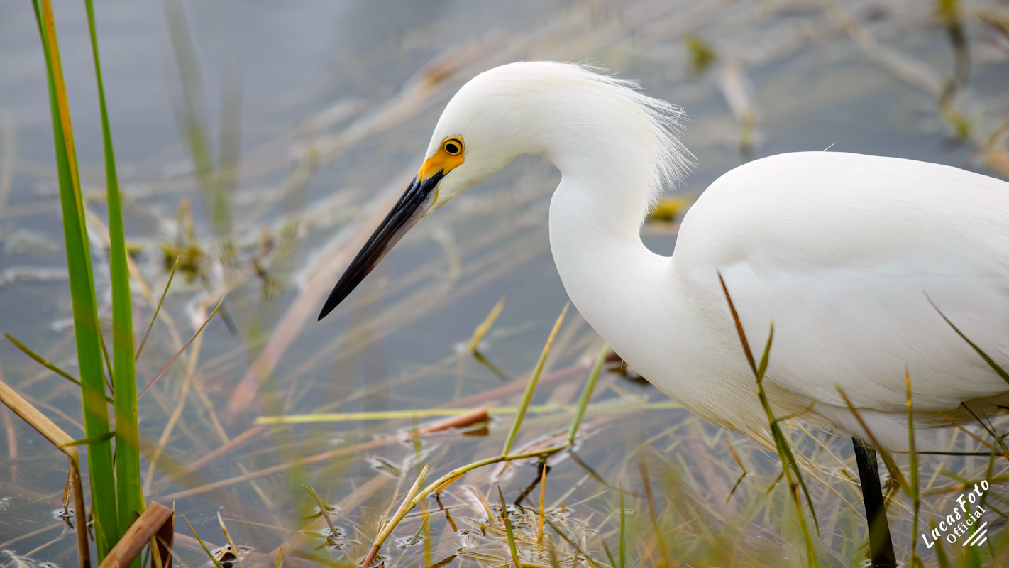 Snowy Egret