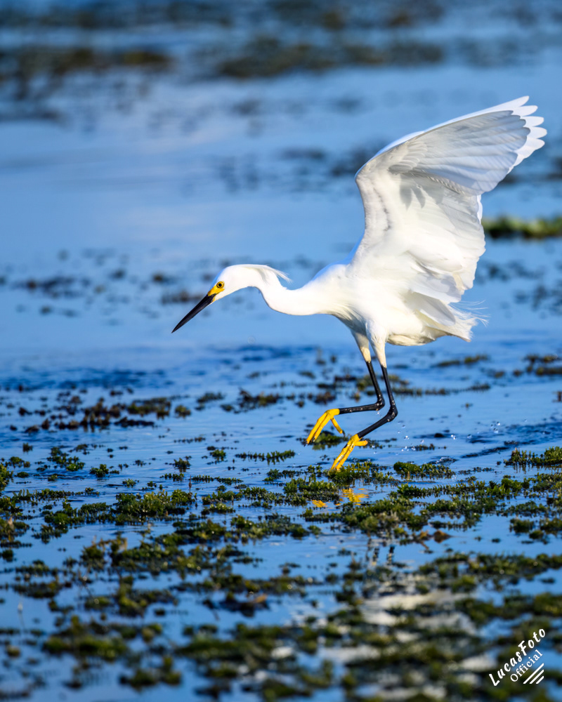 Snowy Egret