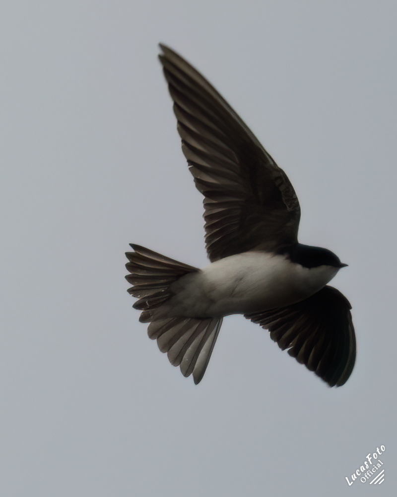 Tree Swallow