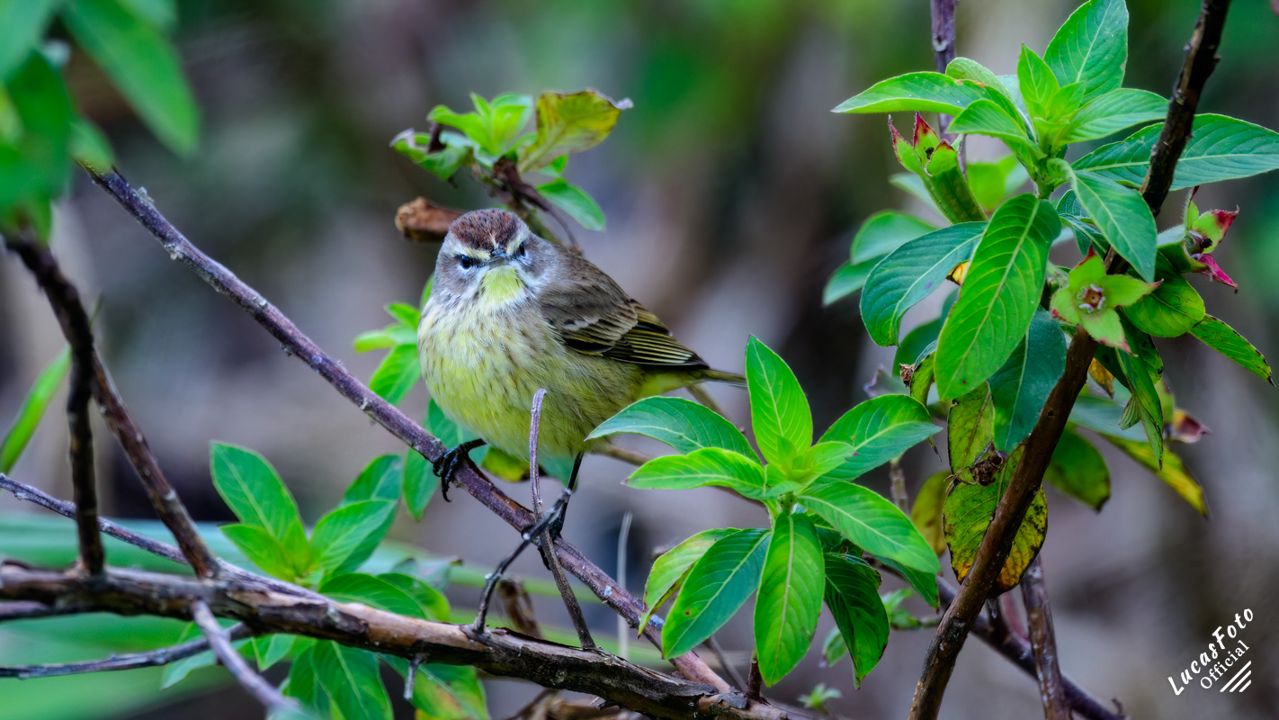 Palm Warbler