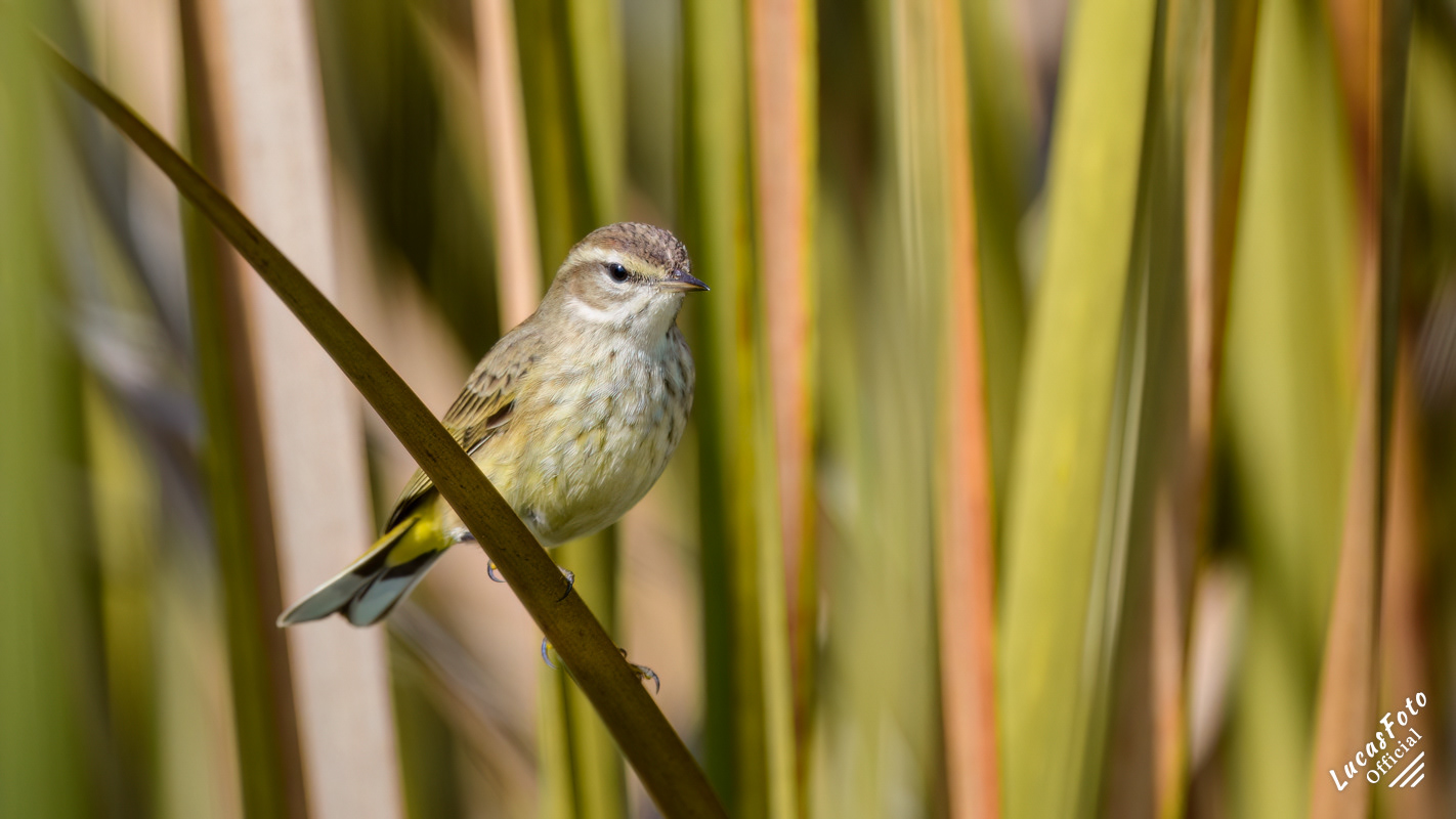 Palm Warbler