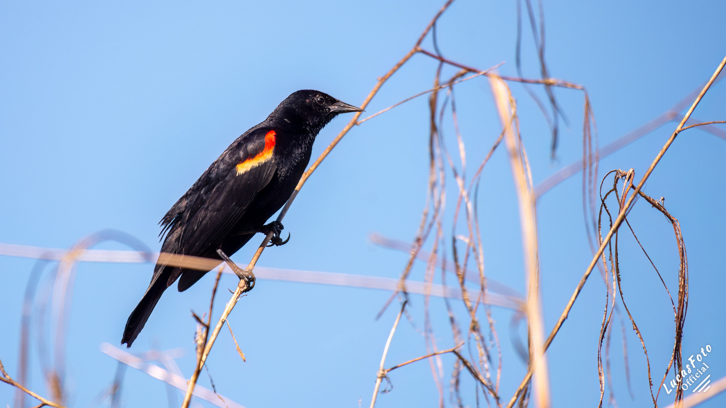 Red-winged Blackbird