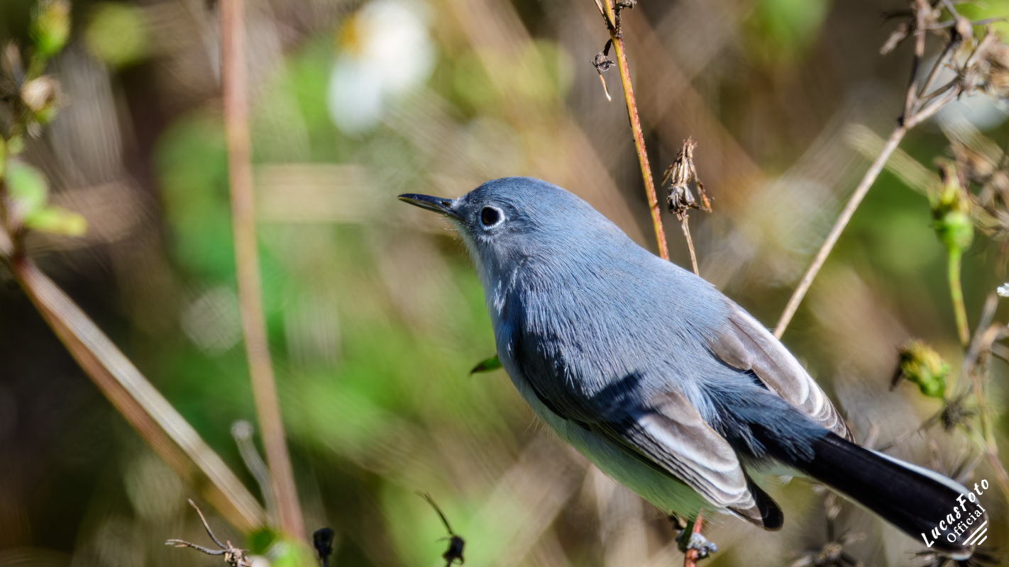 Blue-gray Gnatcatcher