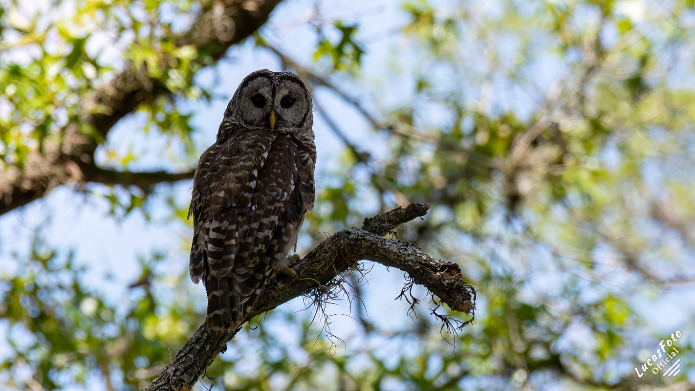 Barred Owl