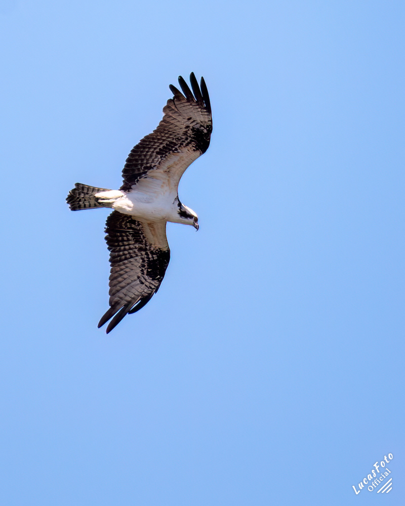 Osprey