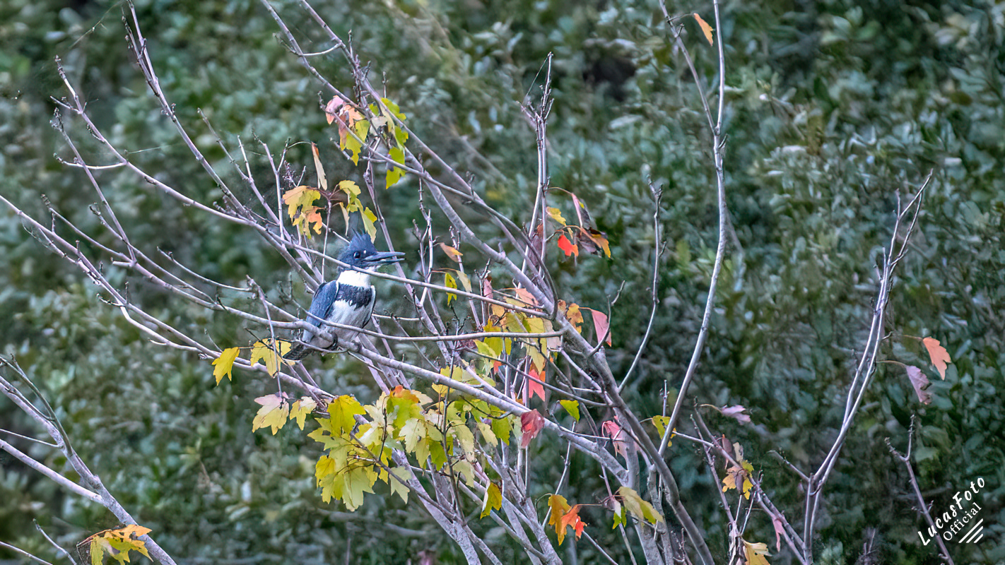Belted Kingfisher