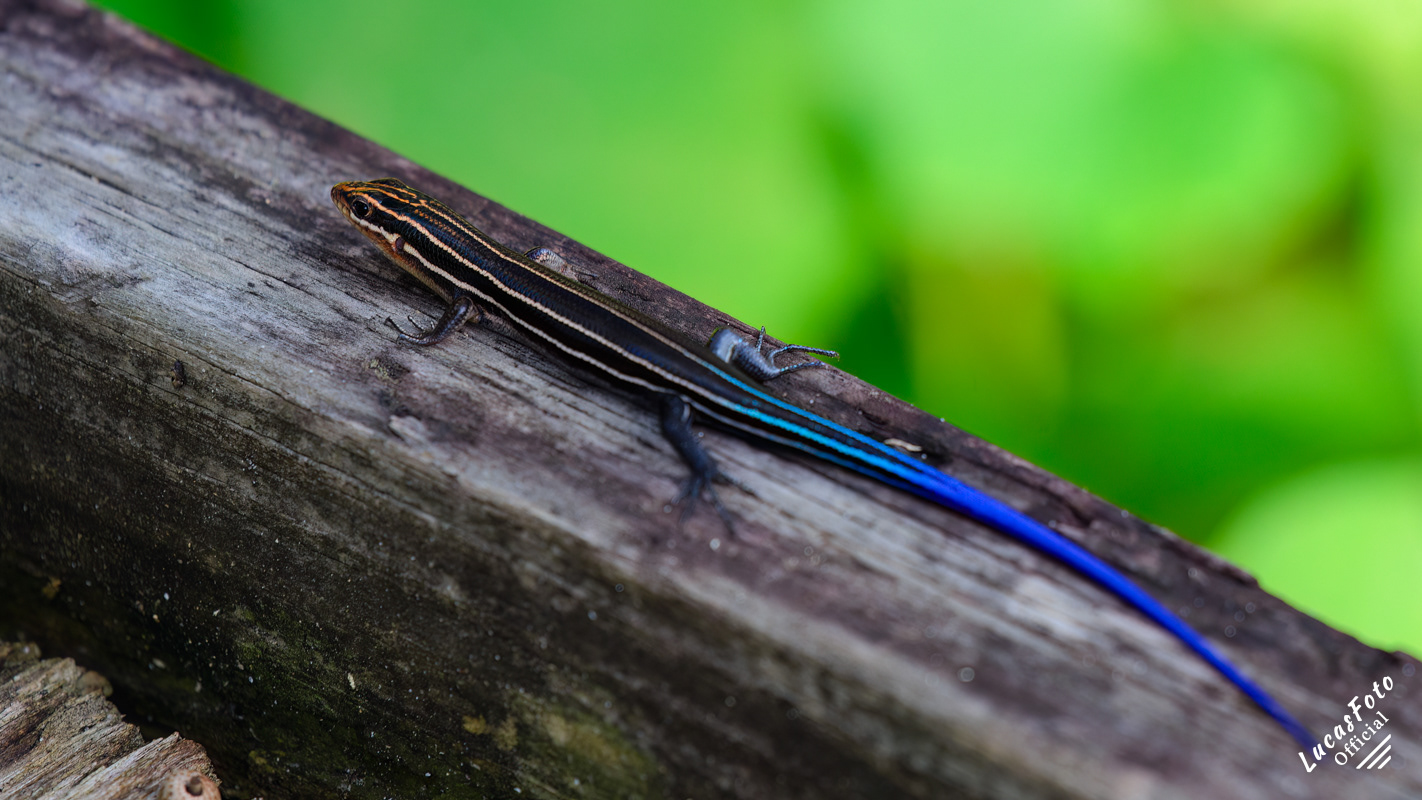 Five-lined skink Reptiles