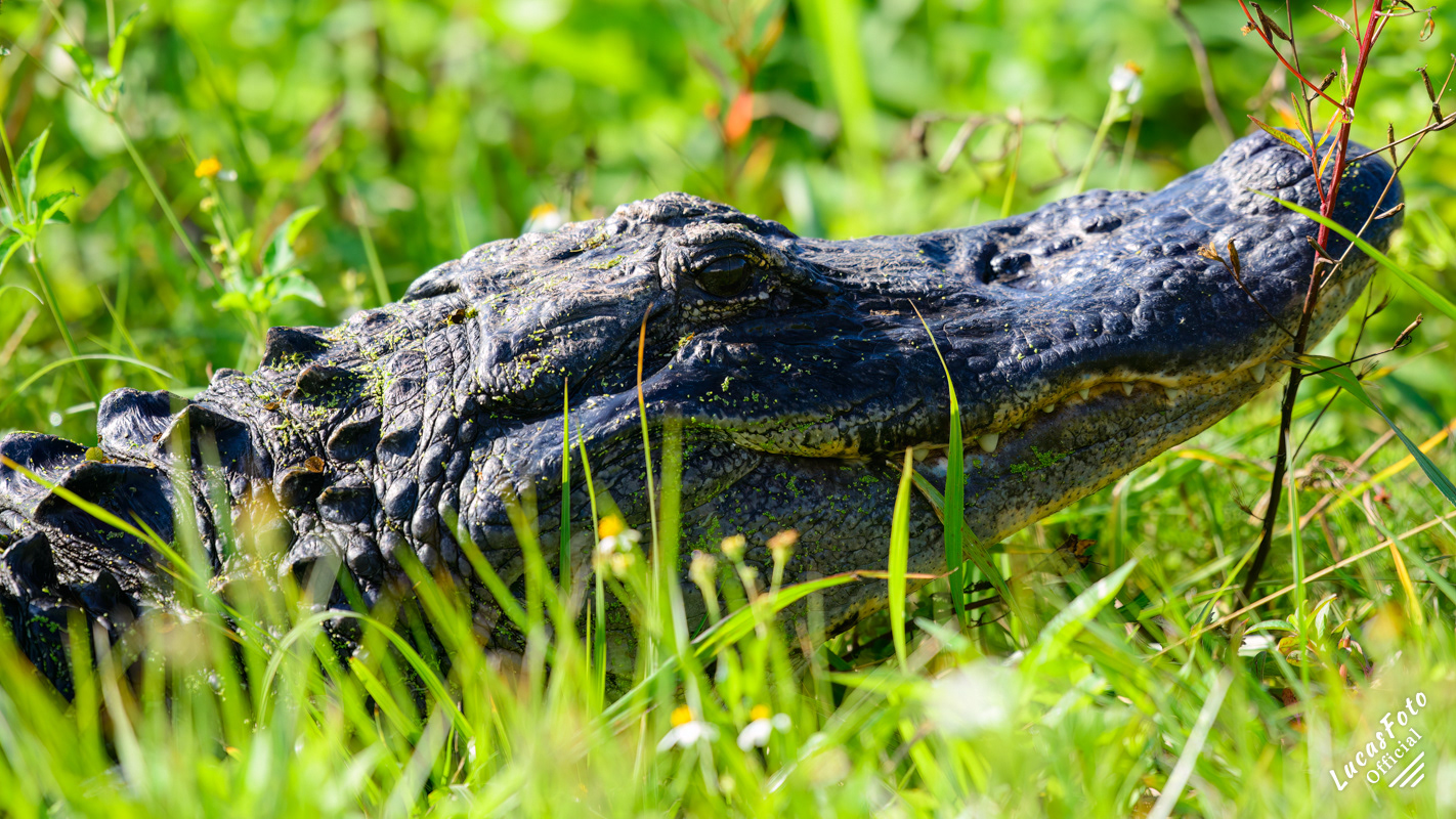 Alligator
