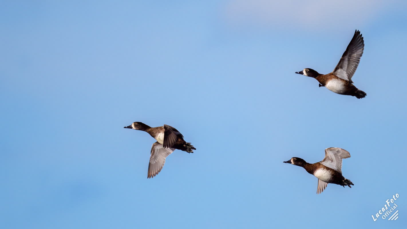 Ring-necked Duck