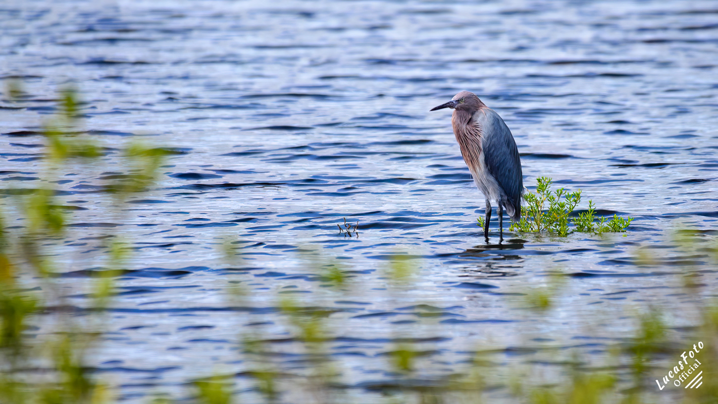 Reddish Egret