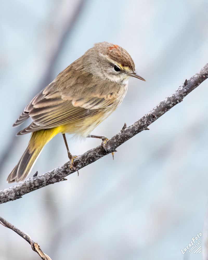 Palm Warbler