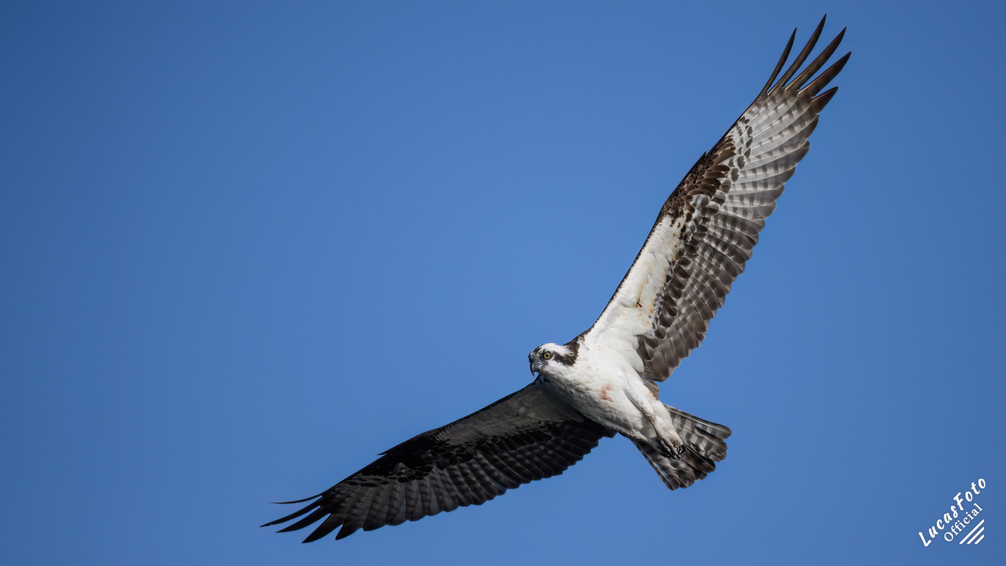 Osprey