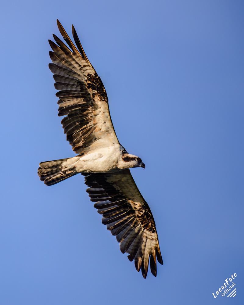Osprey