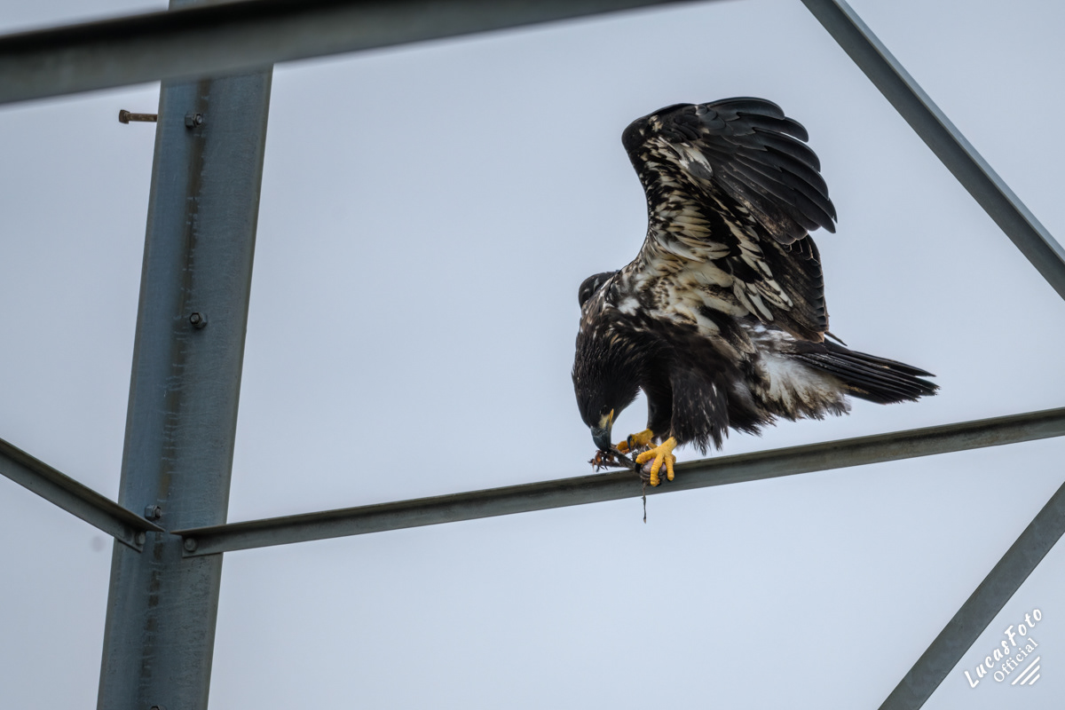 Bald Eagle