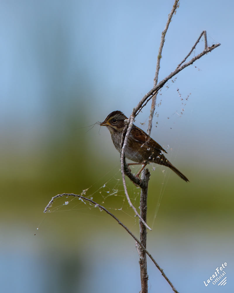 Swamp Sparrow