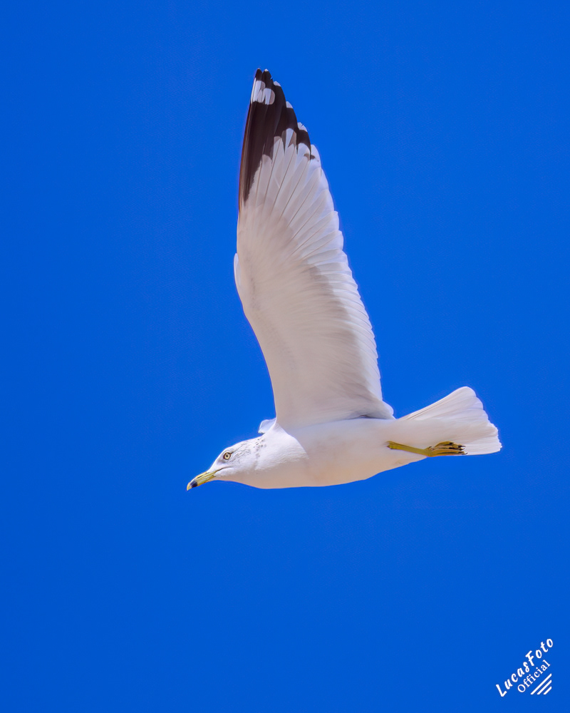 Ring-billed Gull