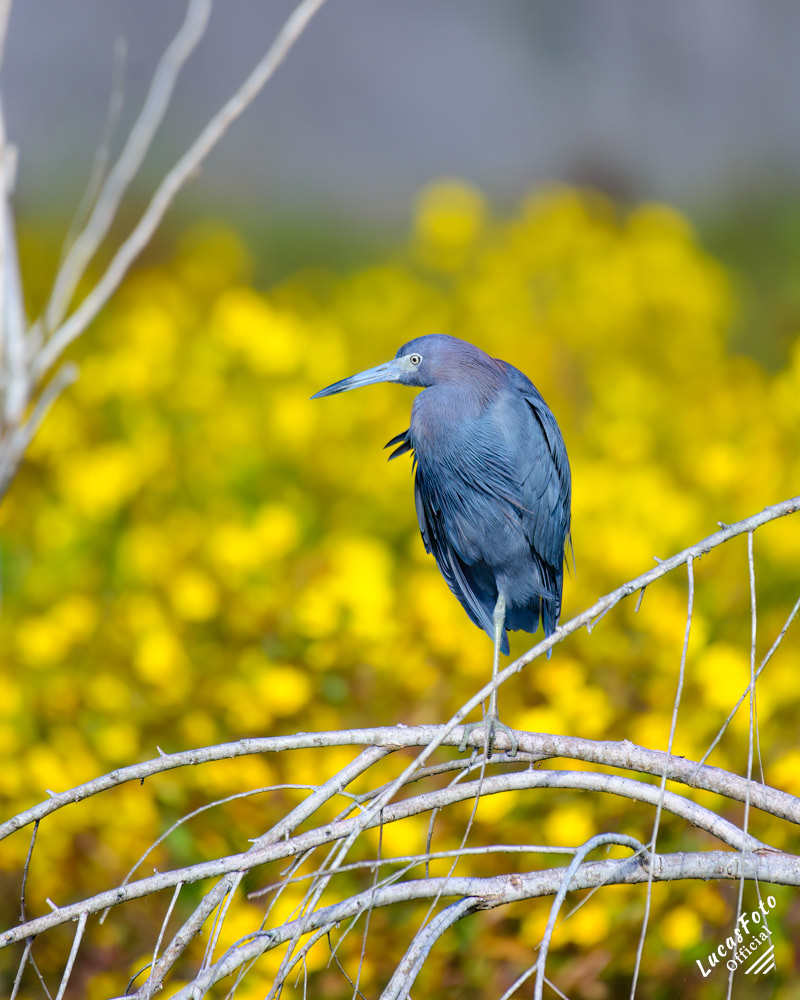 Little Blue Heron