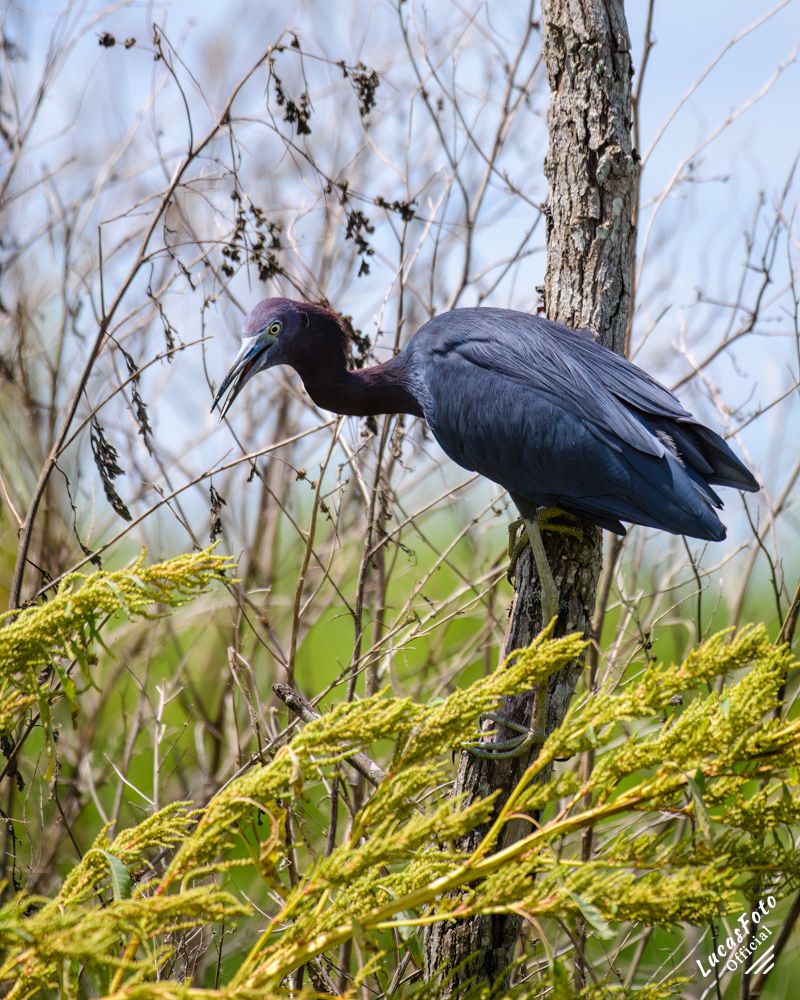 Little Blue Heron