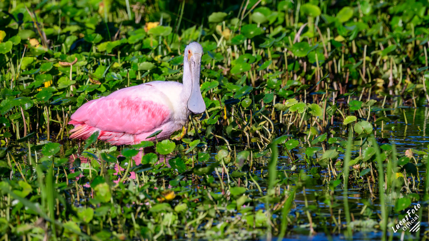 Roseate Spoonbill