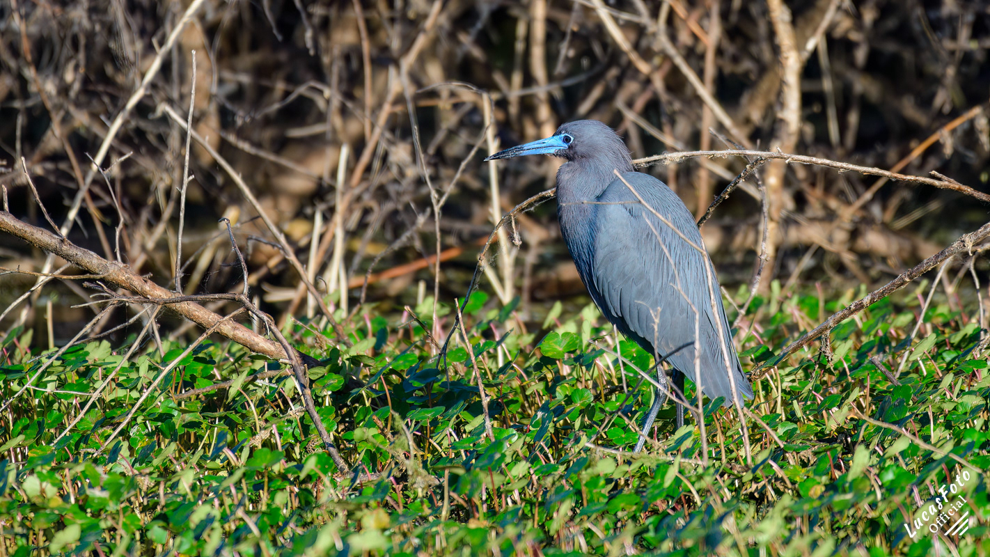 Little Blue Heron