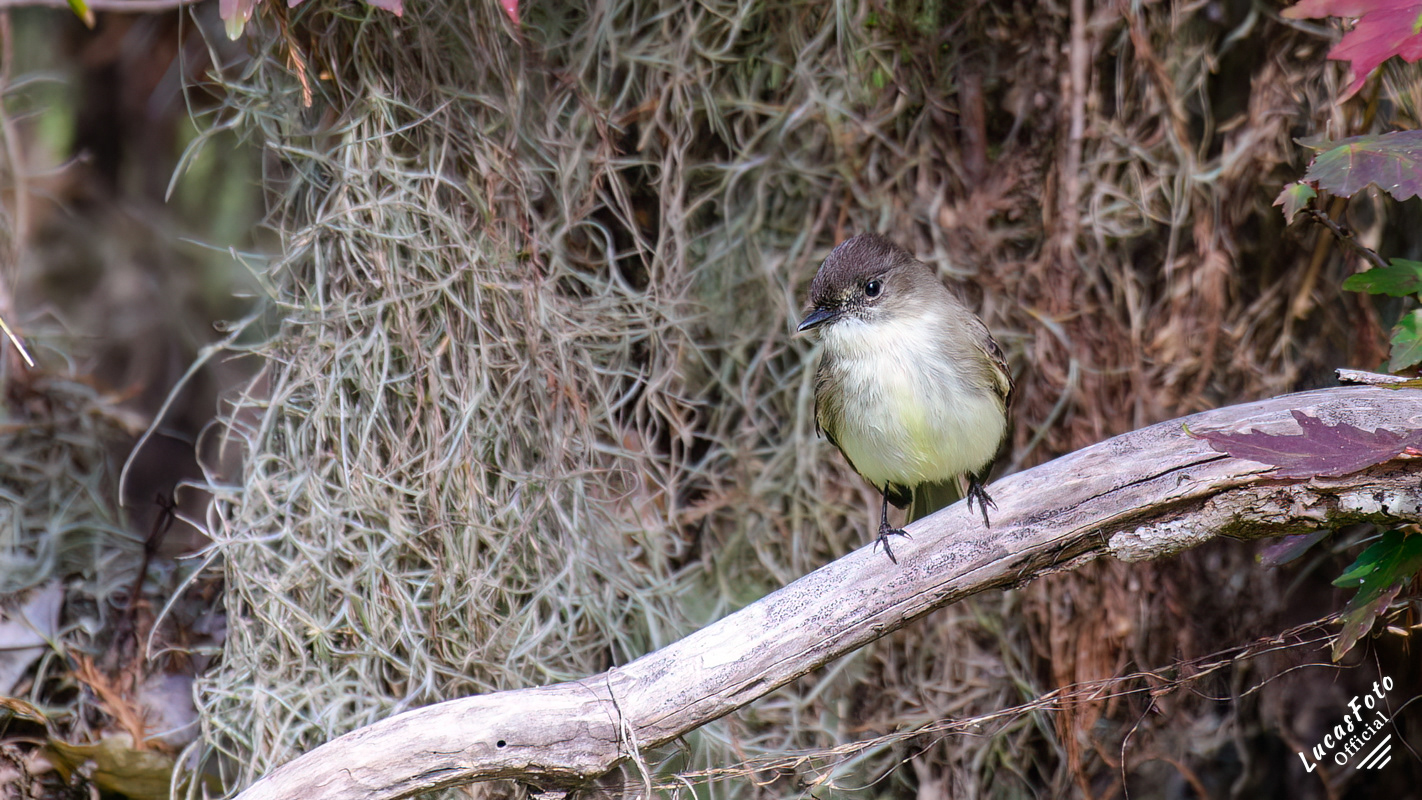 Eastern Phoebe