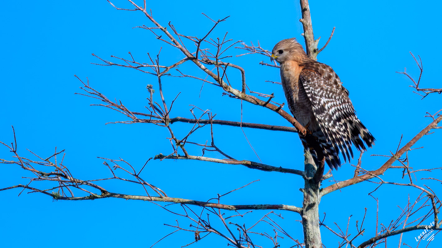 Red-shouldered Hawk