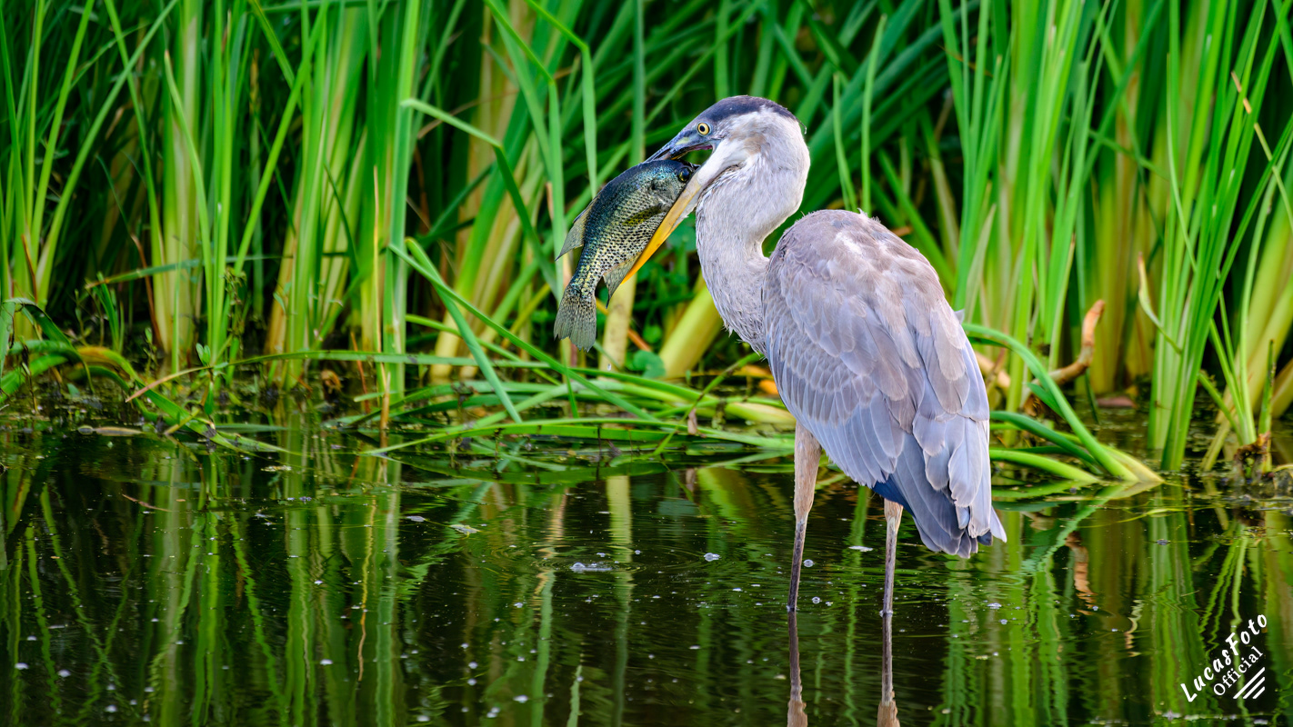 Great Blue Heron