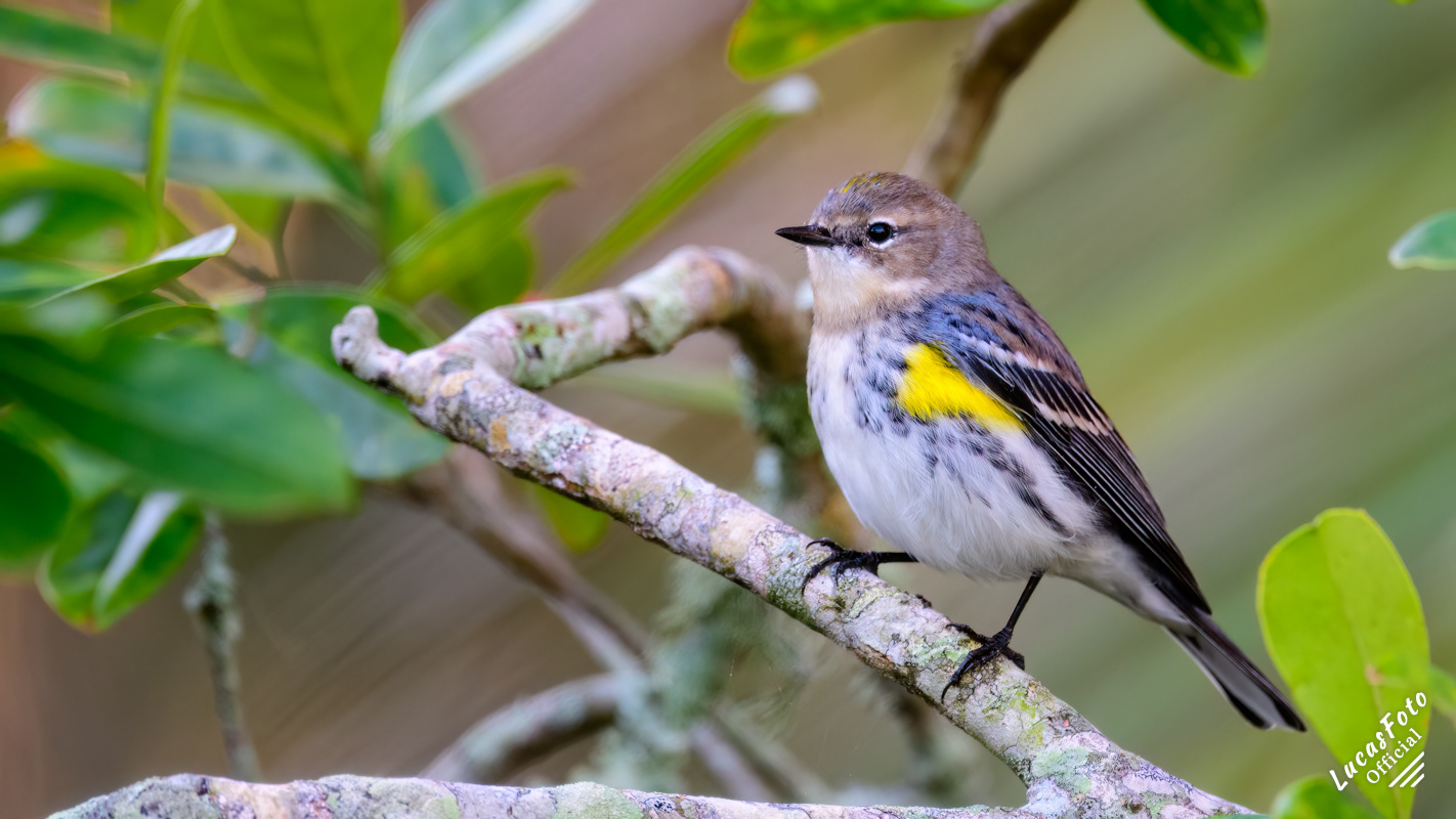 Yellow-rumped Warbler