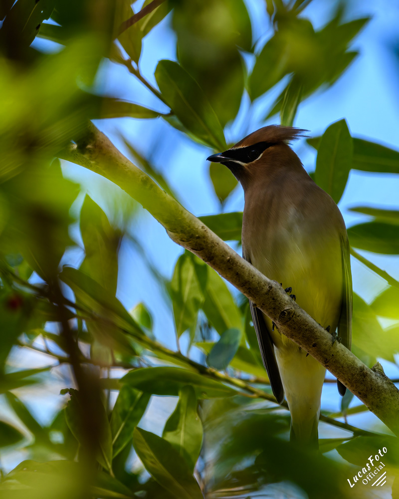 Cedar Waxwing