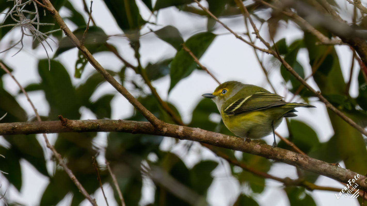 White-eyed Vireo