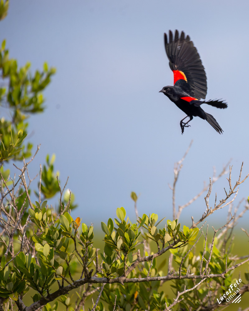 Red-winged Blackbird
