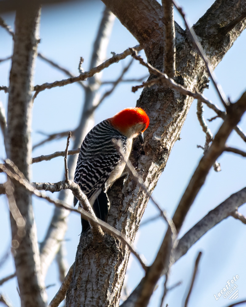 Red-bellied Woodpecker