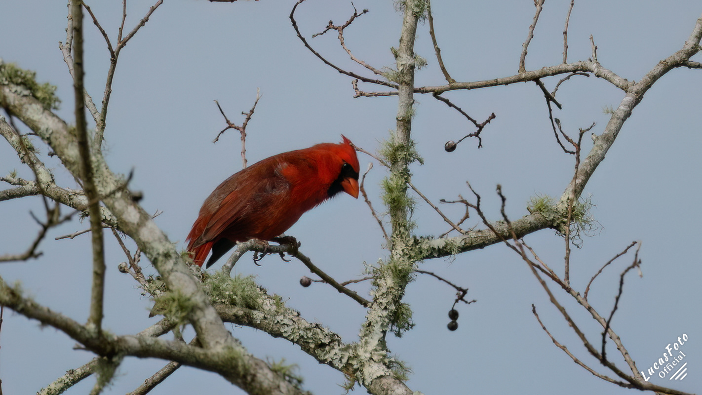 Northern Cardinal