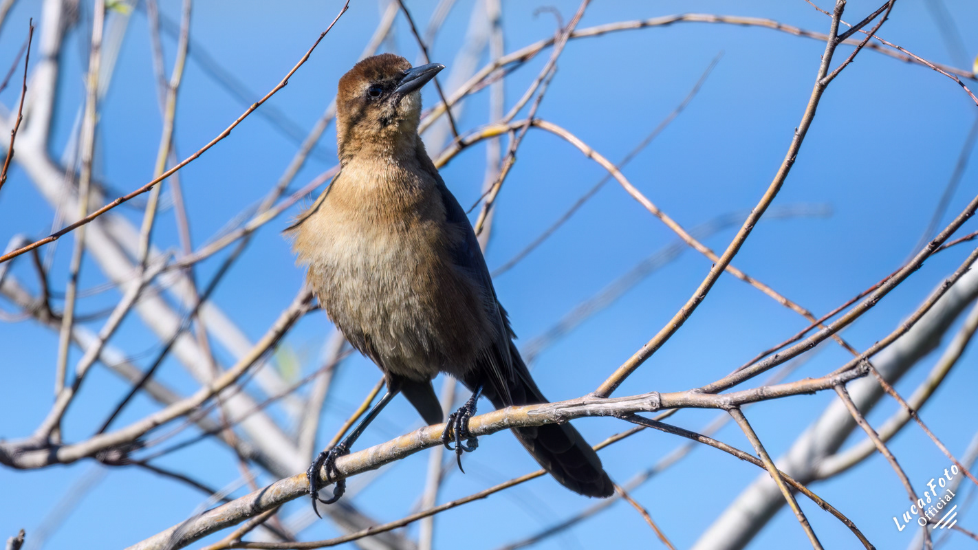 Boat-tailed Grackle
