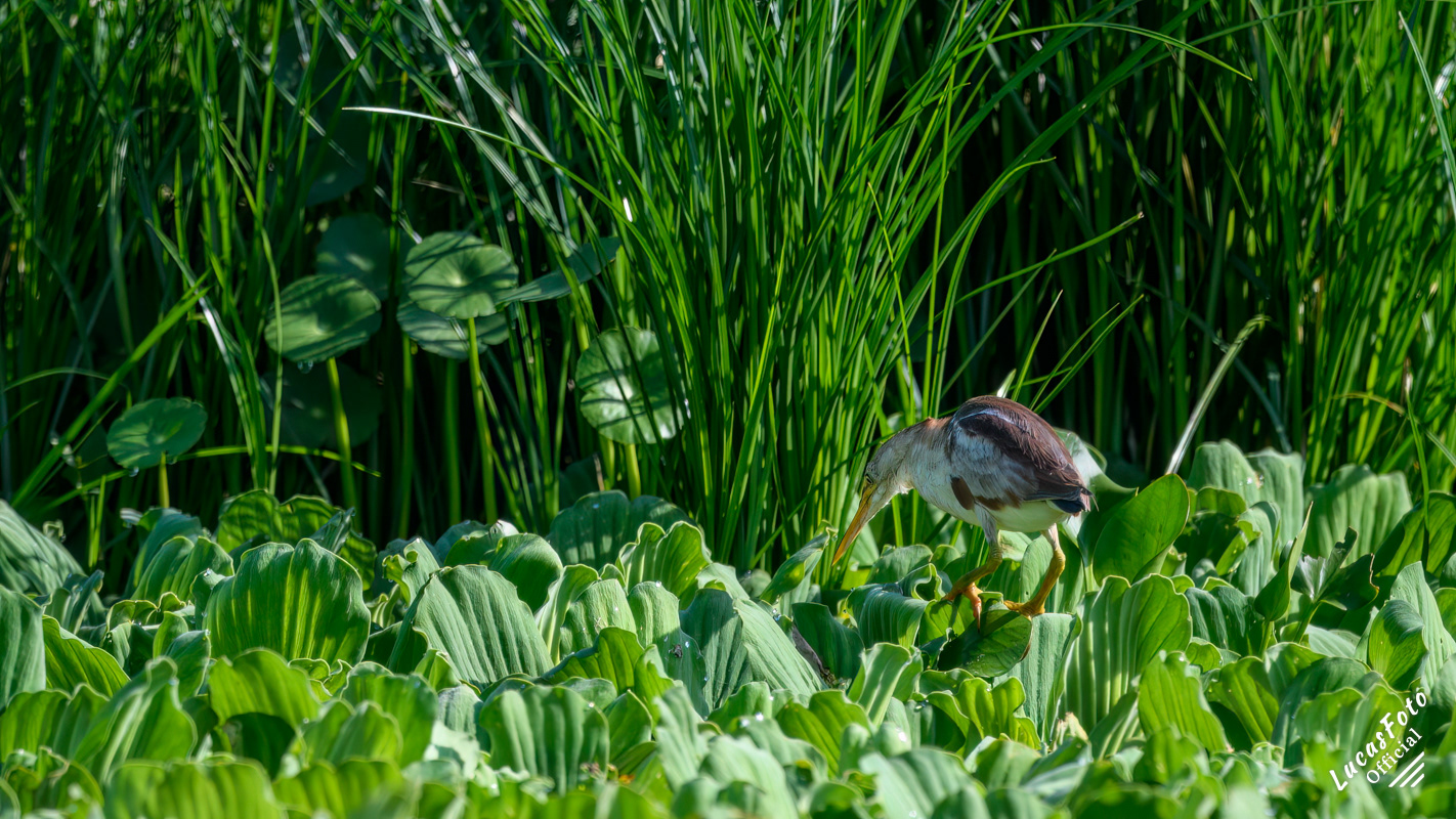 Least Bittern