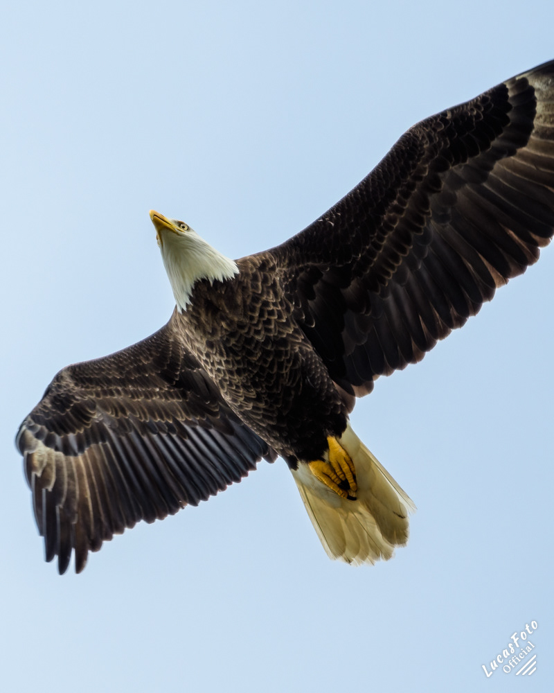 Bald Eagle