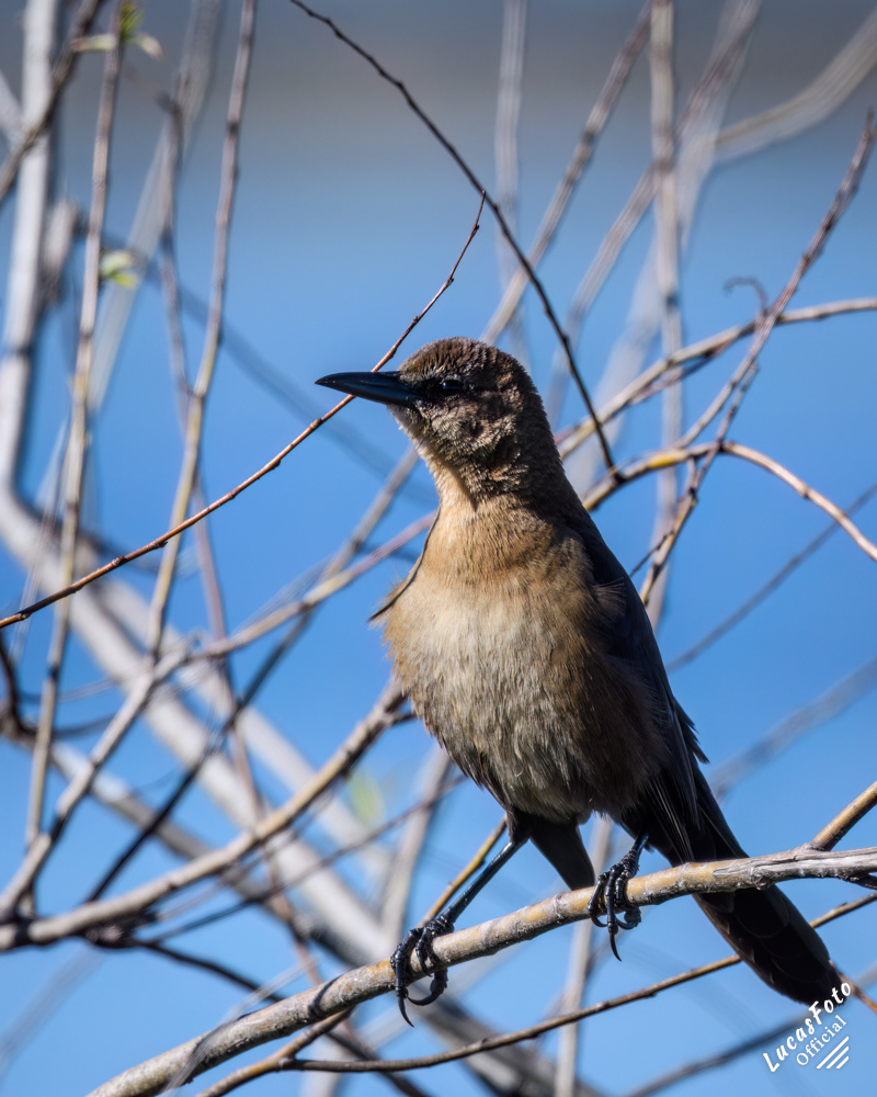 Boat-tailed Grackle