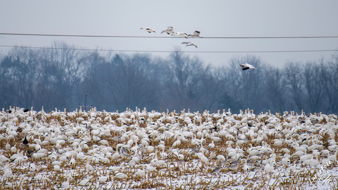 Snow Goose