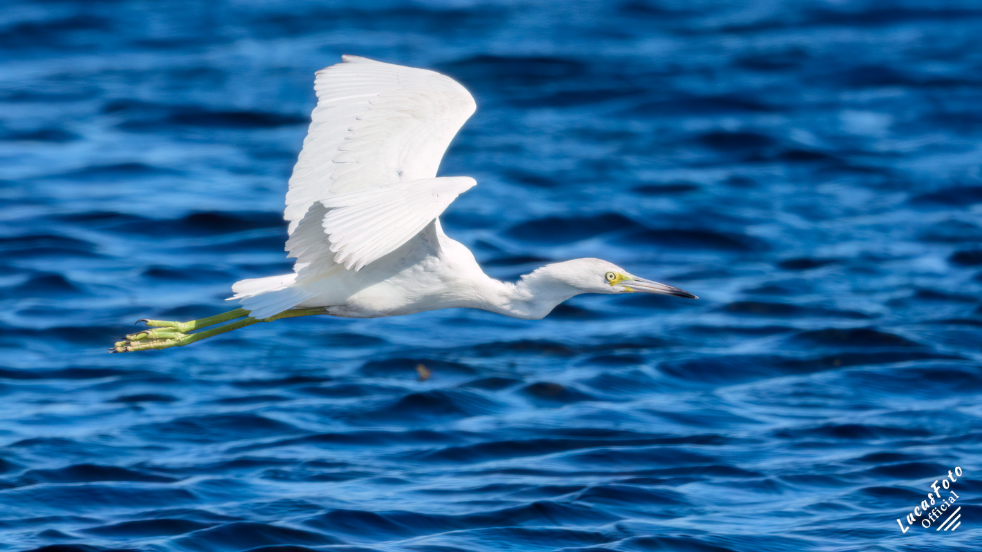 Juvenile Little Blue Heron