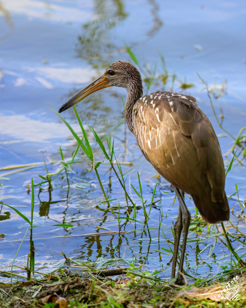 Limpkin