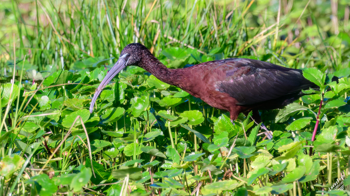Glossy Ibis