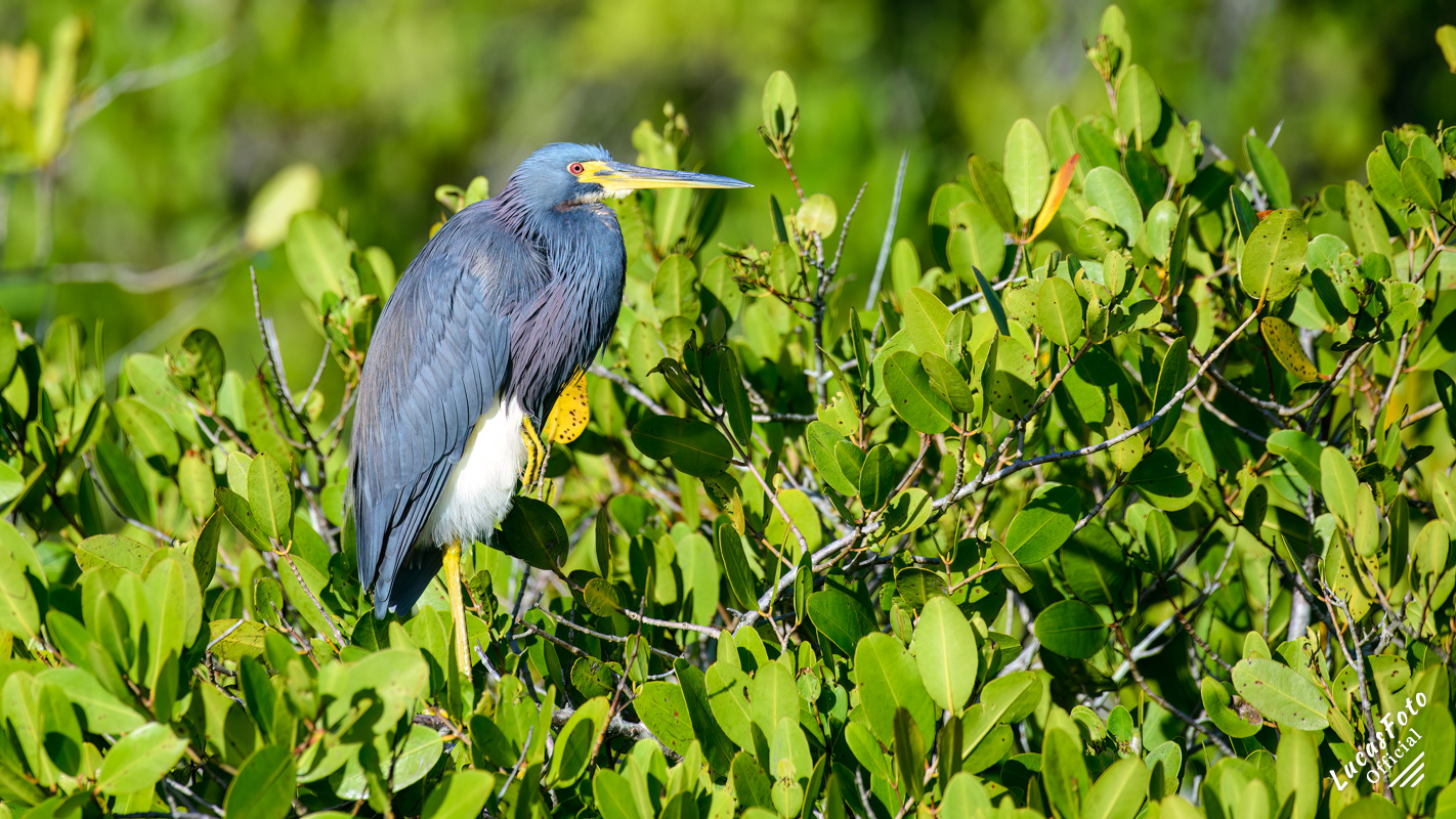 Tricolored Heron