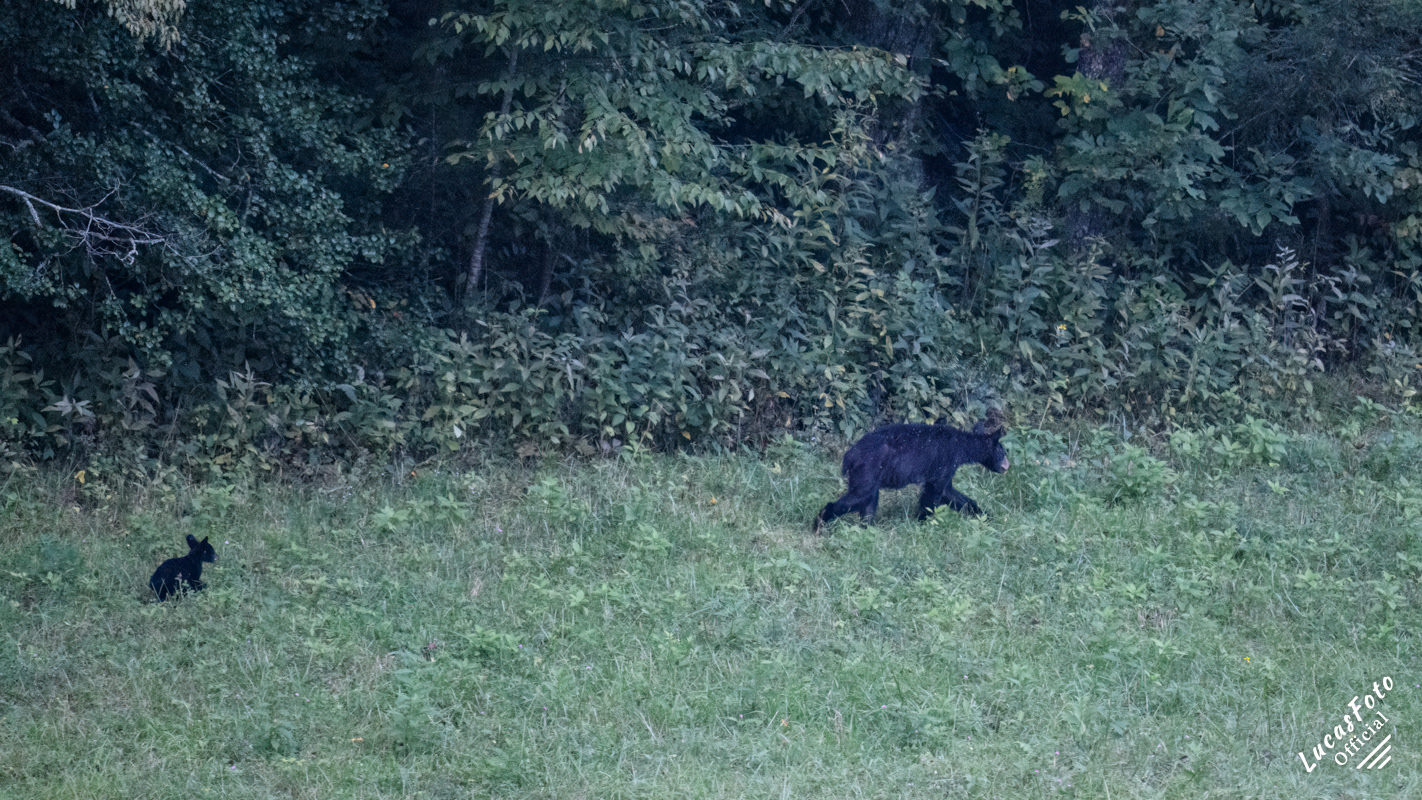 Black Bear