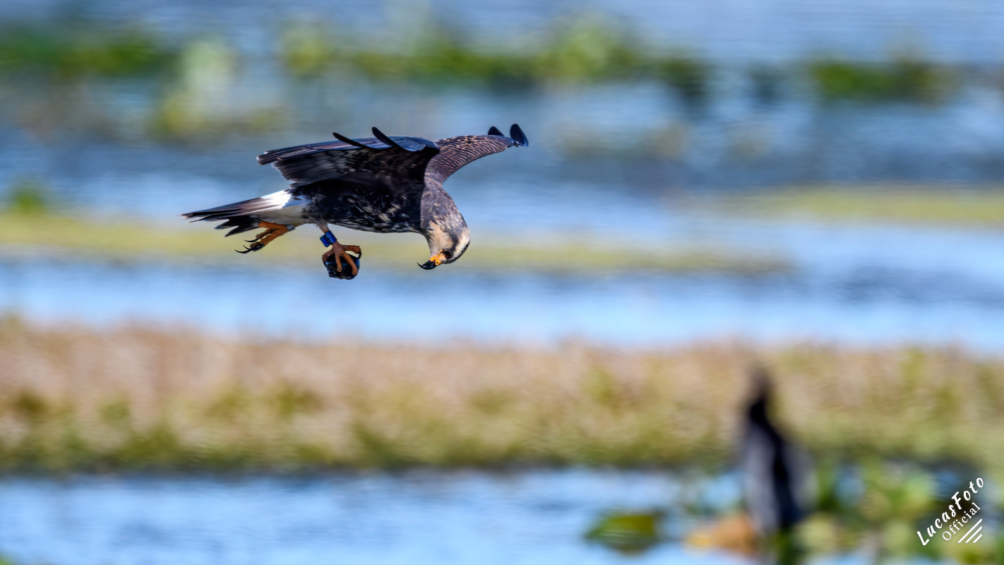 Snail Kite