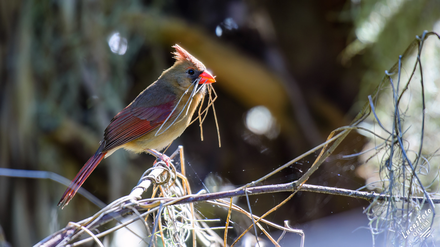 Northern Cardinal