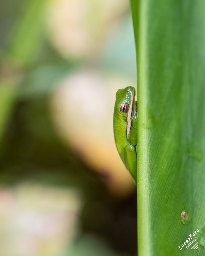 Green Treefrog